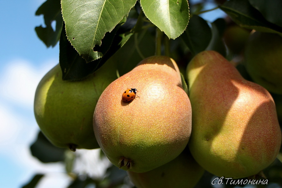 Альбом Сбор яблок урожая 2015 года в Ульяновском НИИ сельского хозяйства. Фото Светланы Тимониной 
